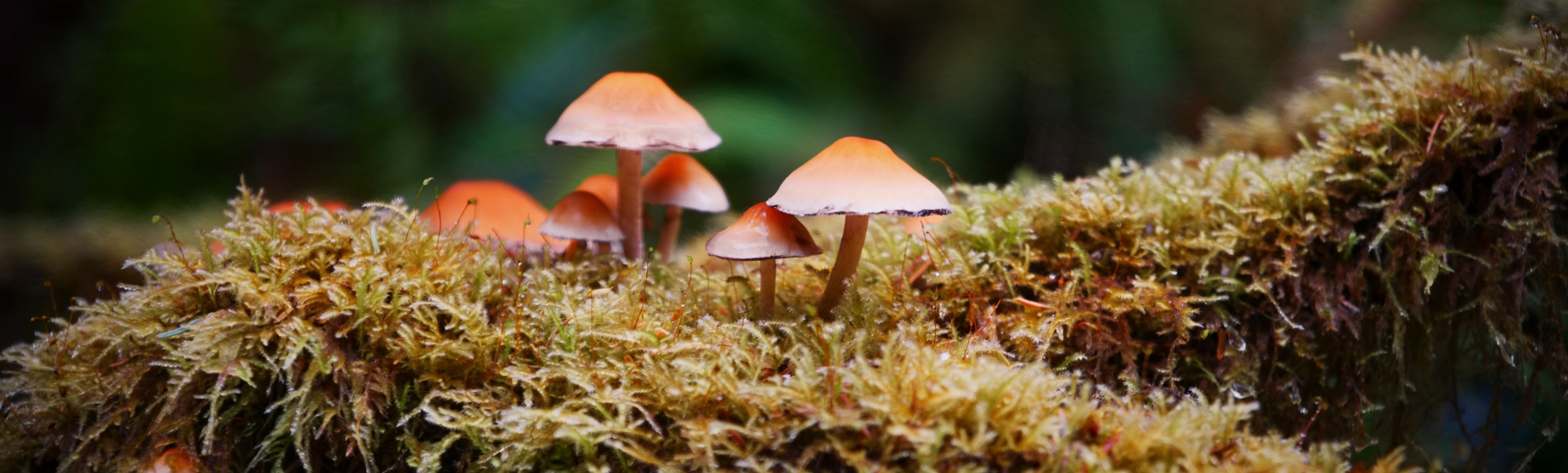 BOLETS CULTIVOS MICOLÓGICOS